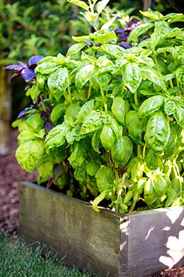 Photo from vegetable garden