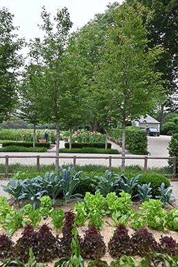 Photo from vegetable garden